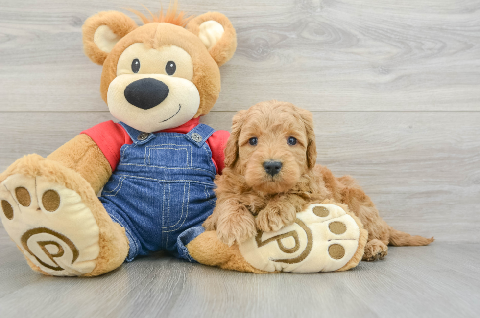 6 week old Mini Goldendoodle Puppy For Sale - Premier Pups