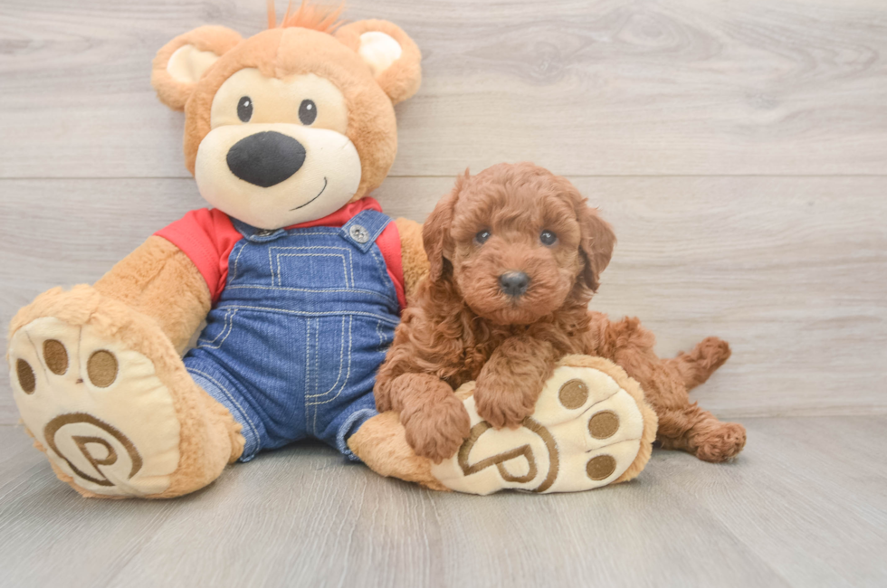 5 week old Mini Goldendoodle Puppy For Sale - Premier Pups