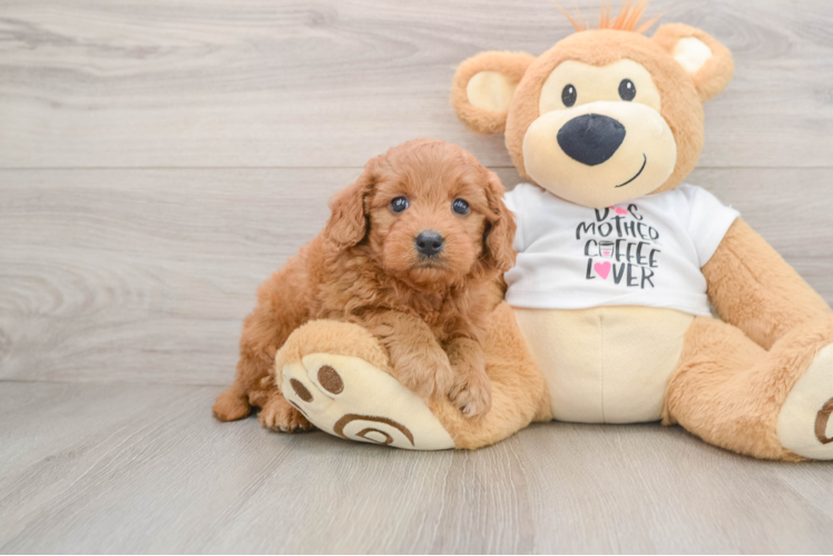 Hypoallergenic Mini Goldiepoo Poodle Mix Puppy
