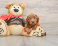 7 week old Mini Goldendoodle Puppy For Sale - Premier Pups