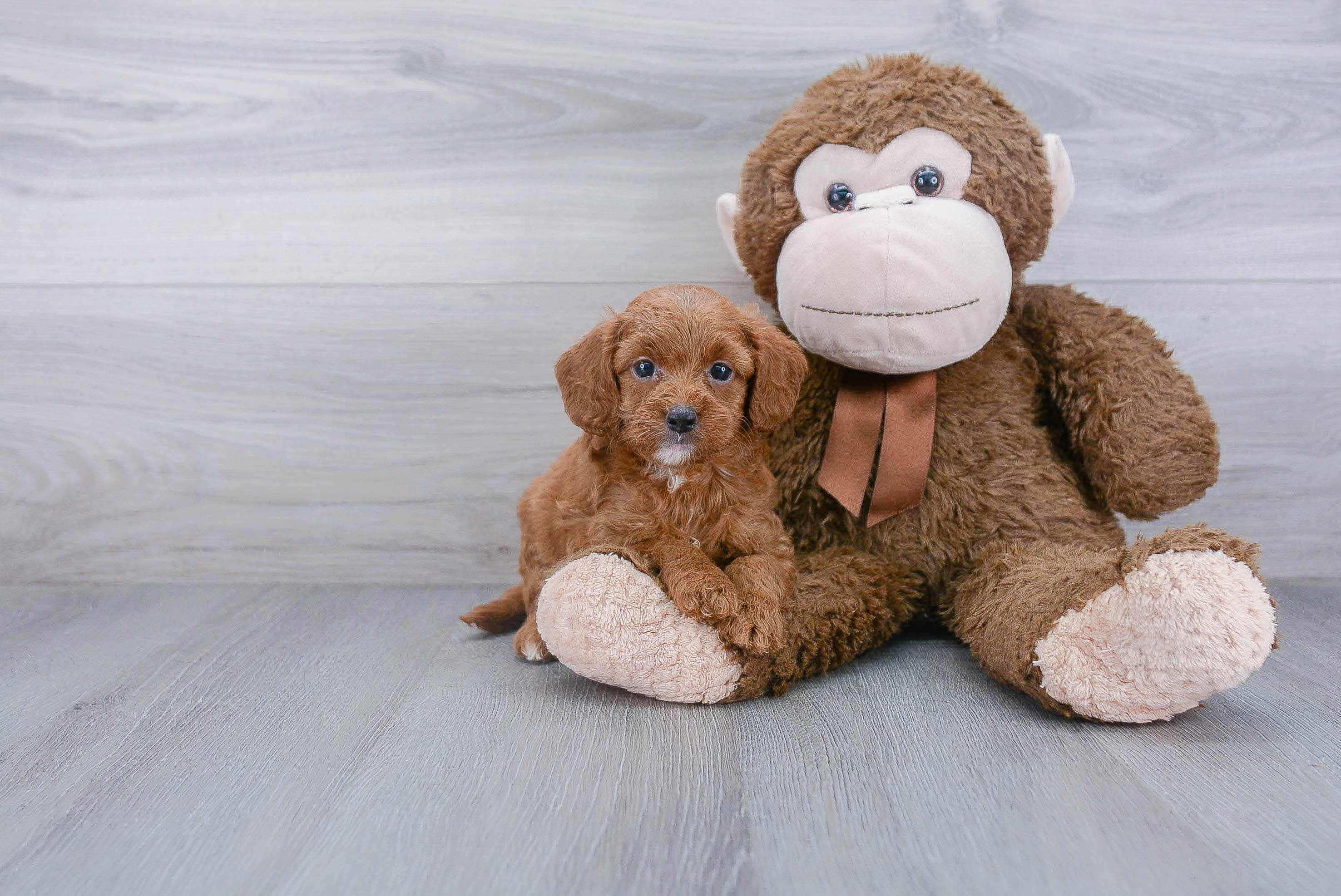 Smart Mini Goldendoodle Poodle Mix Pup