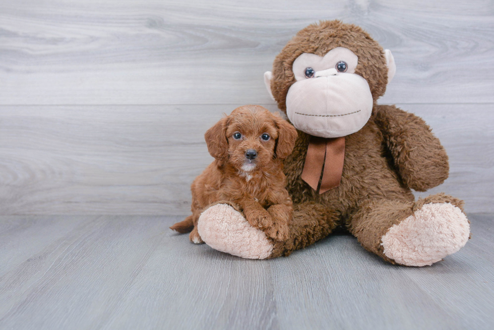 Smart Mini Goldendoodle Poodle Mix Pup