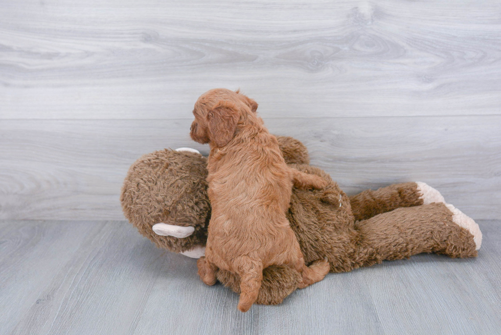 Mini Goldendoodle Pup Being Cute