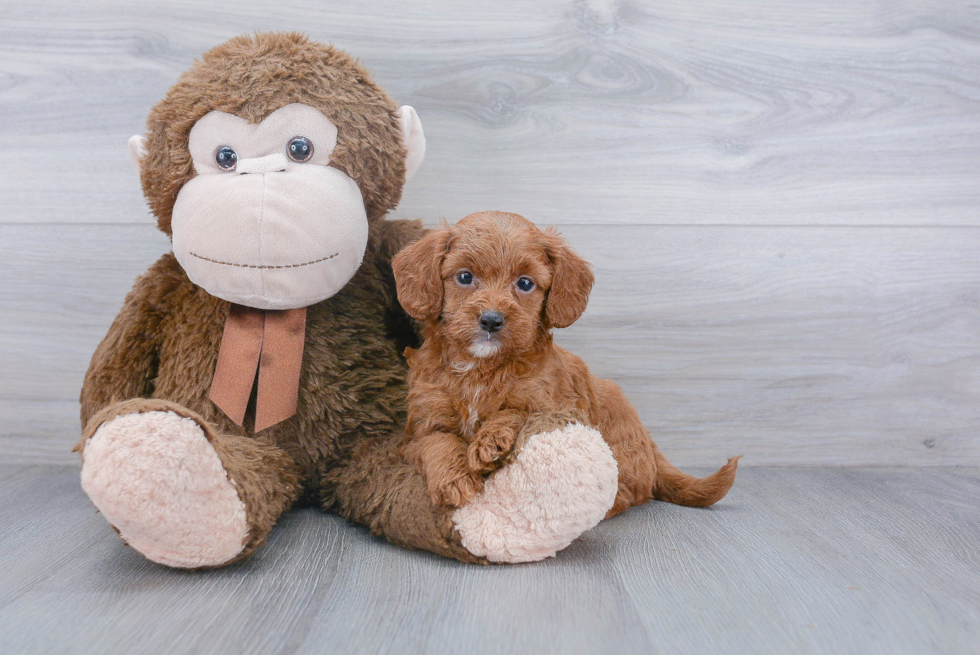 Smart Mini Goldendoodle Poodle Mix Pup