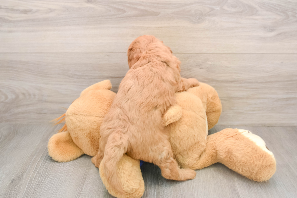 Mini Goldendoodle Puppy for Adoption