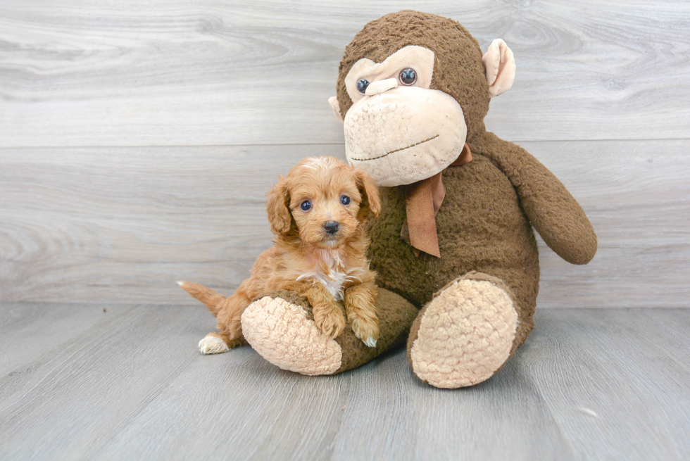 Hypoallergenic Golden Retriever Poodle Mix Puppy