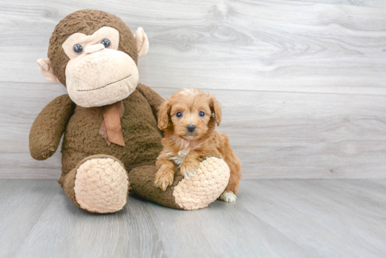 Mini Goldendoodle Pup Being Cute