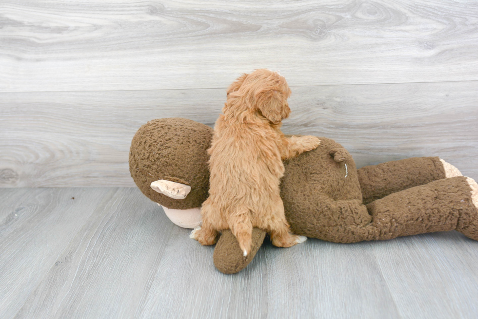 Friendly Mini Goldendoodle Baby