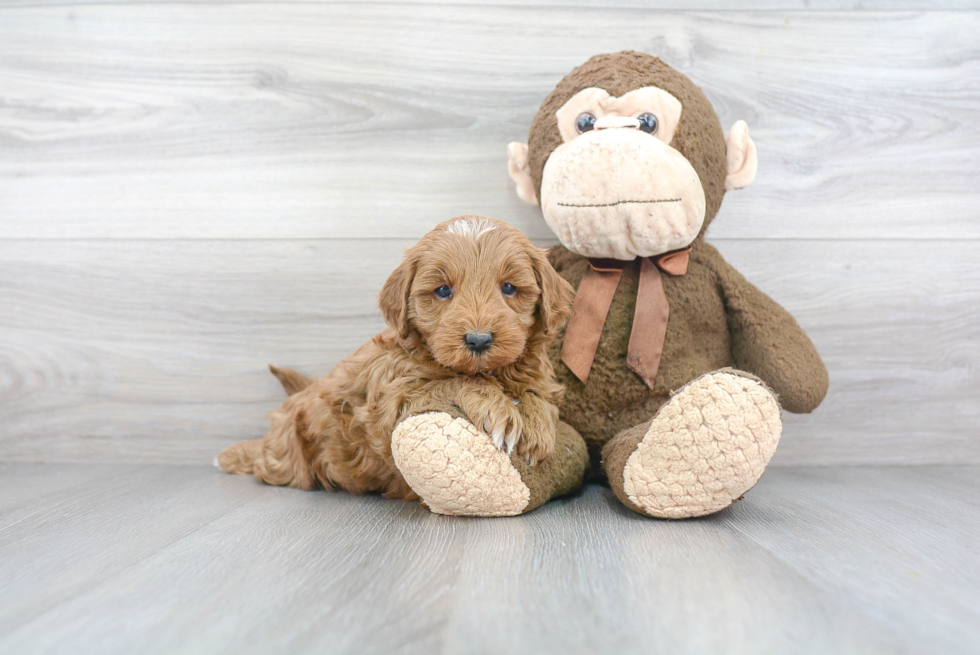 Hypoallergenic Golden Retriever Poodle Mix Puppy