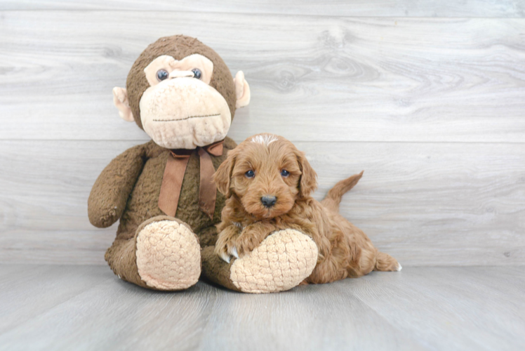 Best Mini Goldendoodle Baby