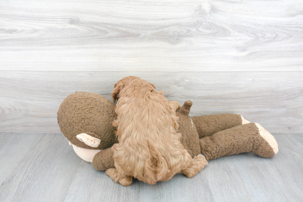 Playful Golden Retriever Poodle Mix Puppy