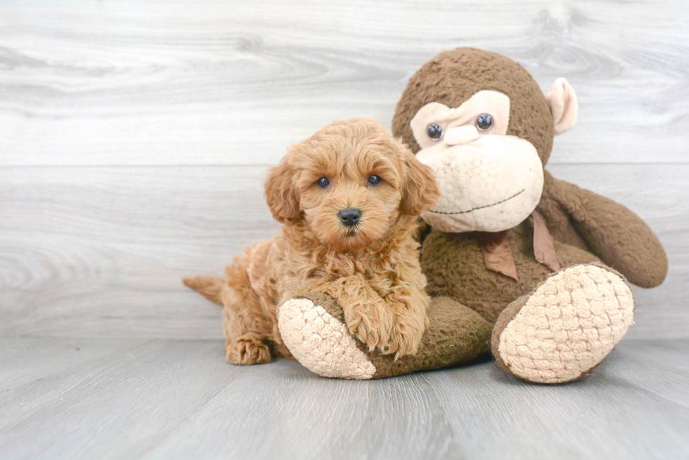 Energetic Golden Retriever Poodle Mix Puppy