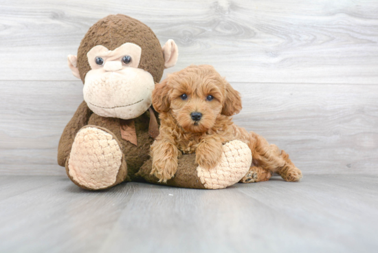 Best Mini Goldendoodle Baby