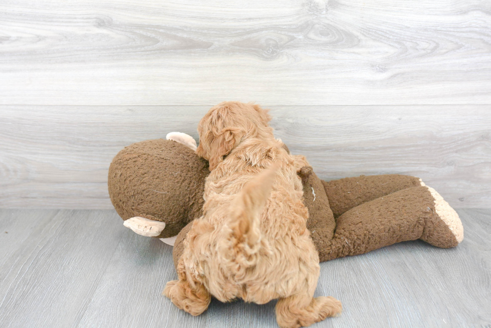 Mini Goldendoodle Puppy for Adoption