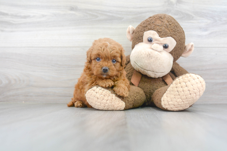 Energetic Golden Retriever Poodle Mix Puppy