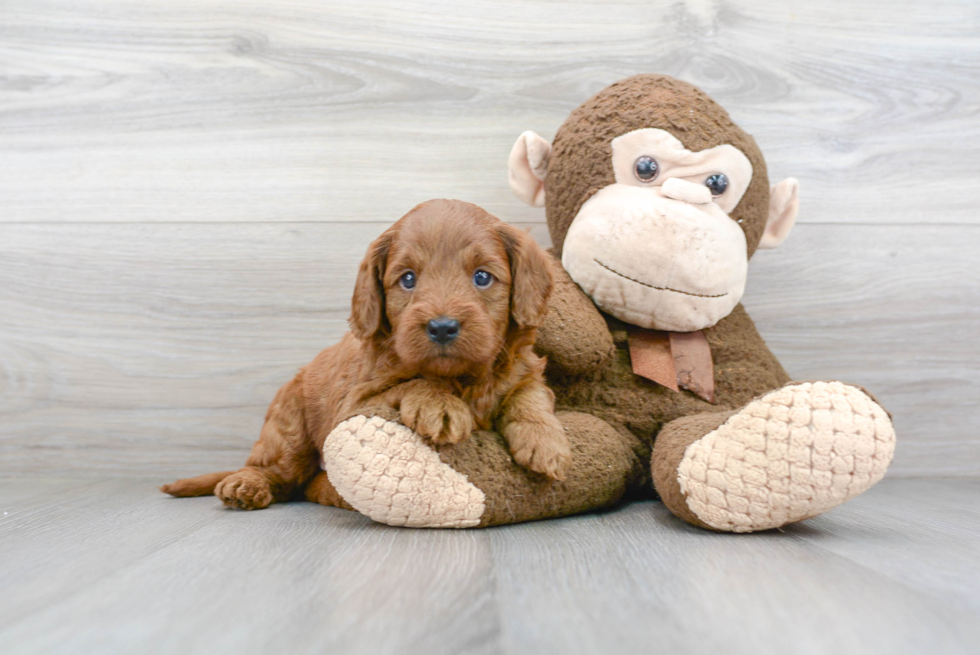 Best Mini Goldendoodle Baby