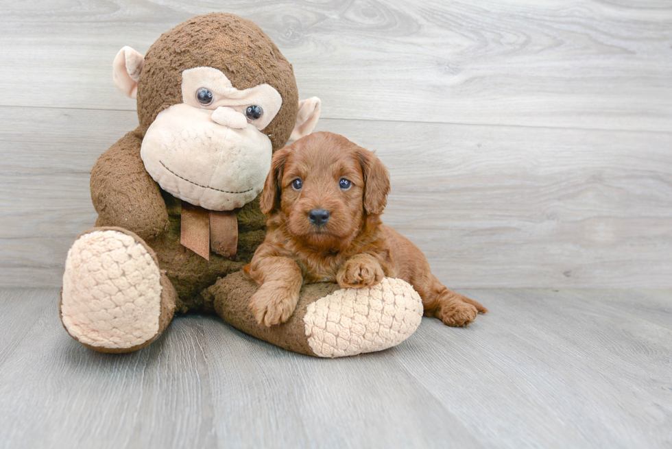 Mini Goldendoodle Puppy for Adoption