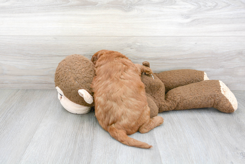 Fluffy Mini Goldendoodle Poodle Mix Pup