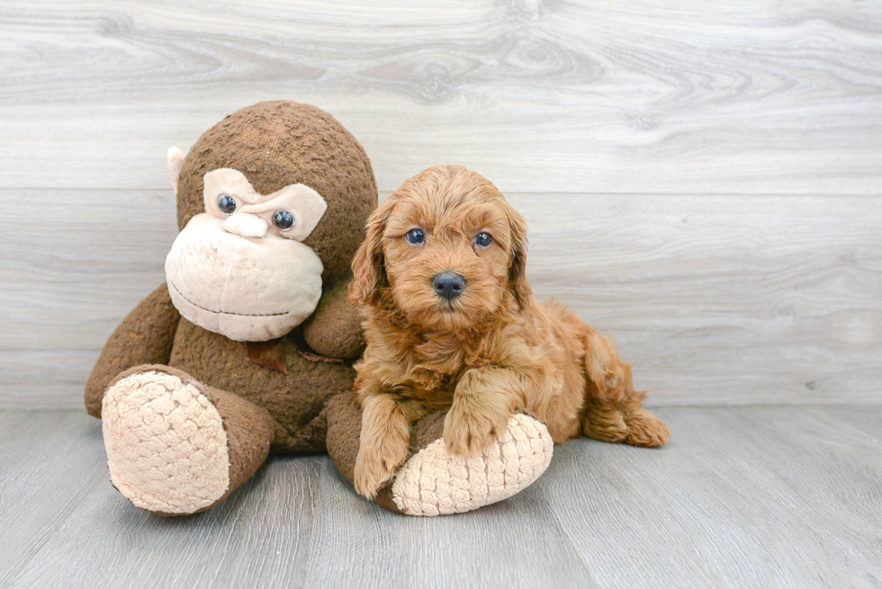 Best Mini Goldendoodle Baby