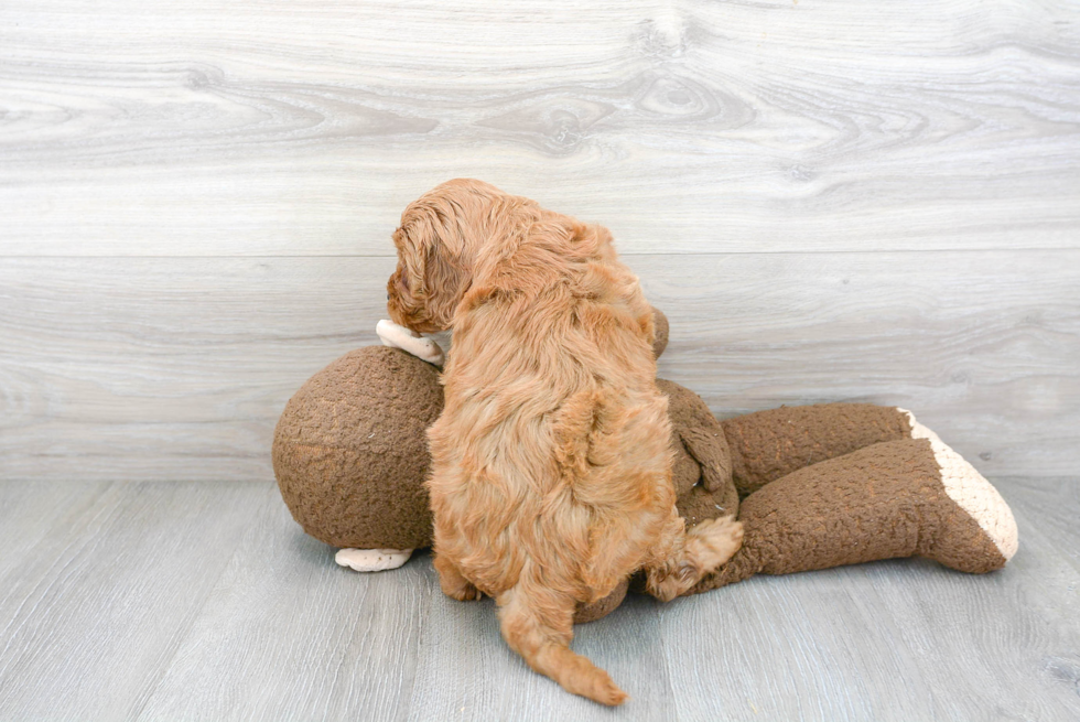 Best Mini Goldendoodle Baby