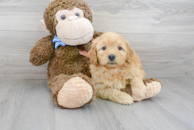 Petite Mini Goldendoodle Poodle Mix Pup