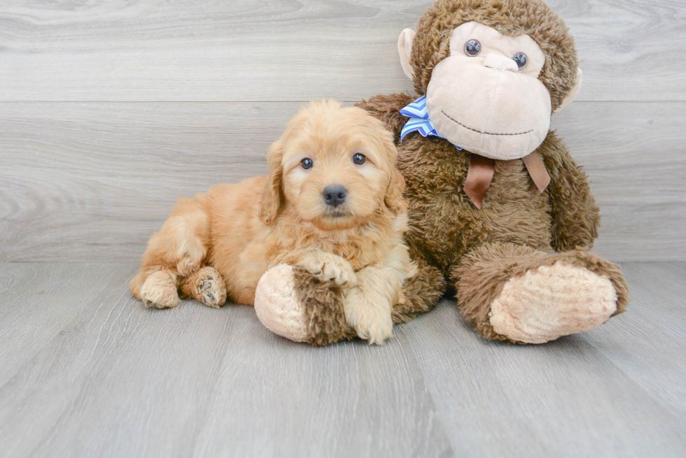 Mini Goldendoodle Puppy for Adoption