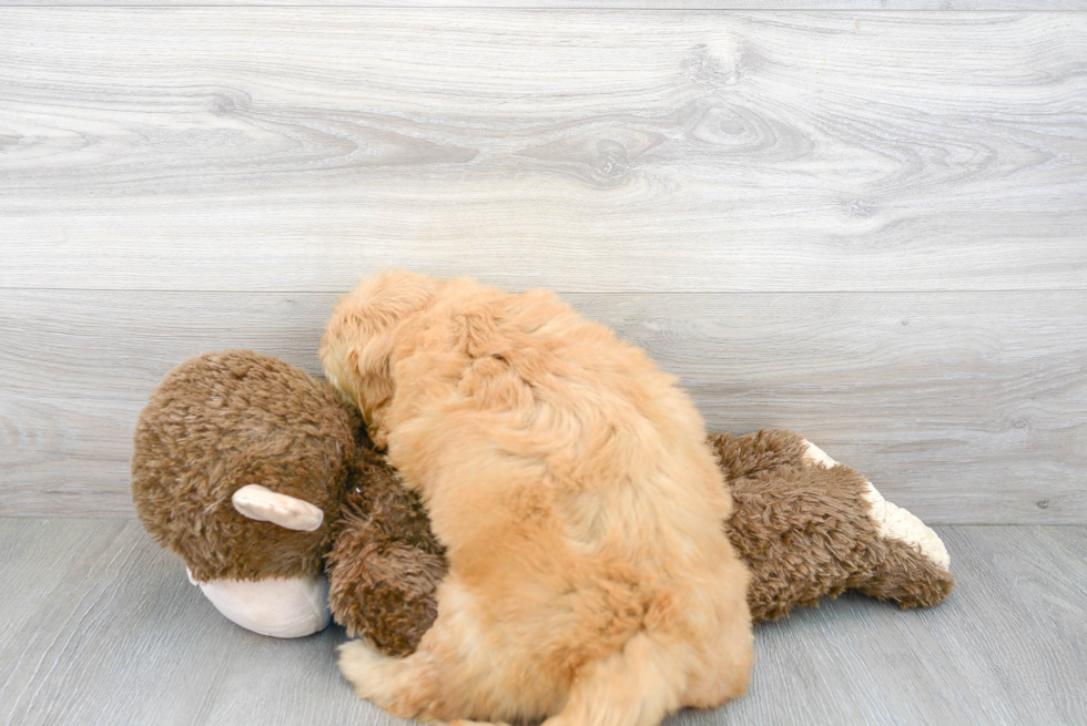 Best Mini Goldendoodle Baby