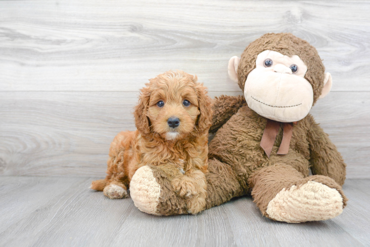 Cute Mini Goldendoodle Baby