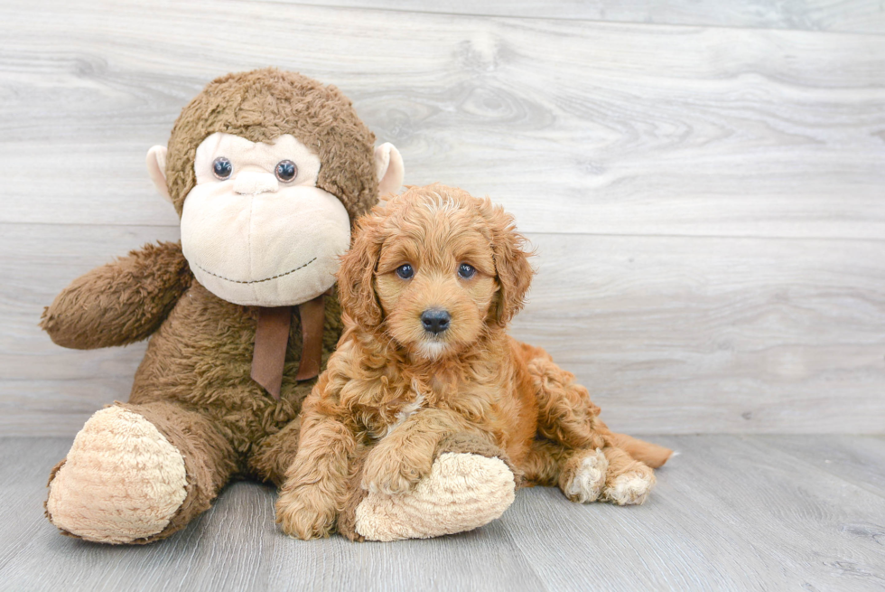 Playful Golden Retriever Poodle Mix Puppy