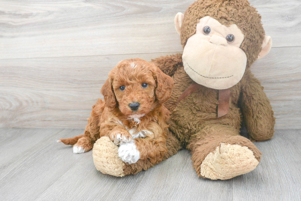 Smart Mini Goldendoodle Poodle Mix Pup