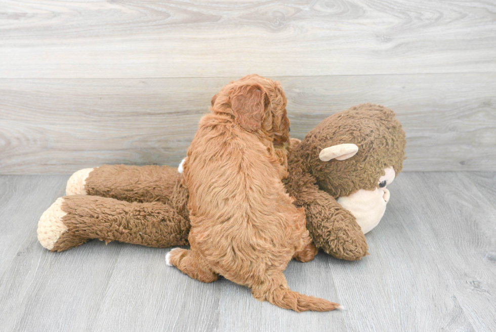 Adorable Golden Retriever Poodle Mix Puppy