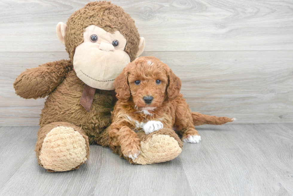 Sweet Mini Goldendoodle Baby