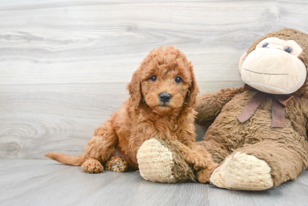 Best Mini Goldendoodle Baby