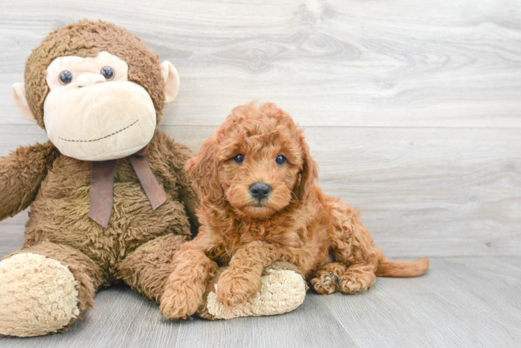 Mini Goldendoodle Pup Being Cute