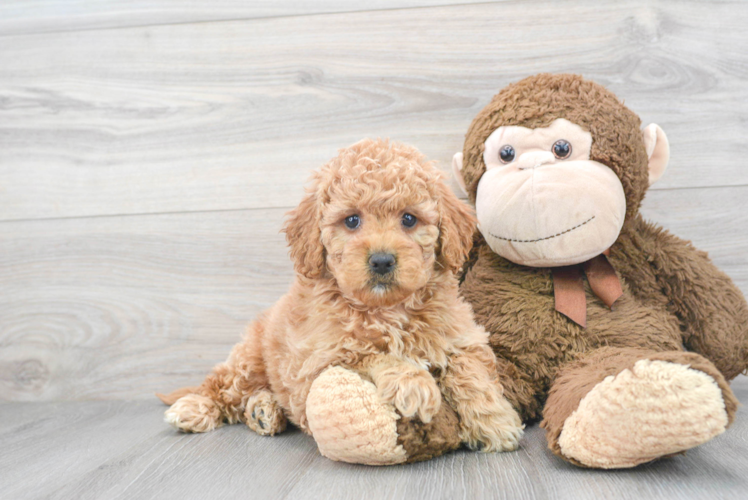 Mini Goldendoodle Puppy for Adoption