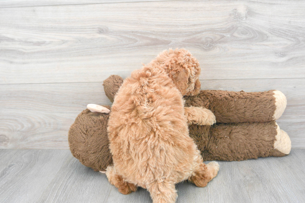 Cute Mini Goldendoodle Baby