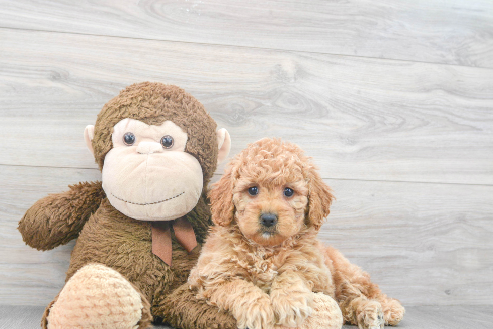 Mini Goldendoodle Pup Being Cute