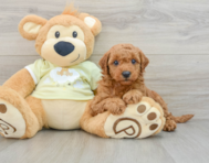 7 week old Mini Goldendoodle Puppy For Sale - Premier Pups