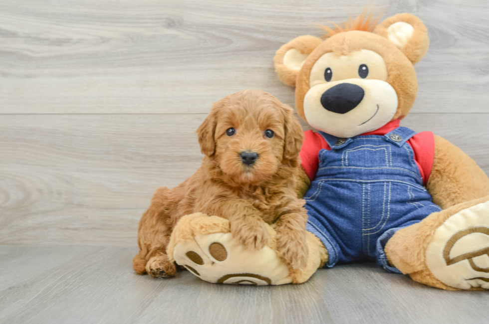 6 week old Mini Goldendoodle Puppy For Sale - Premier Pups