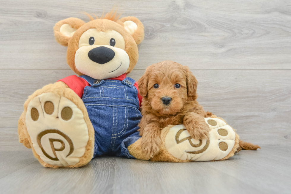 Best Mini Goldendoodle Baby