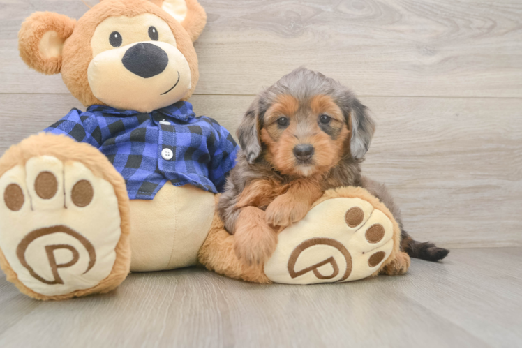 Happy Mini Goldendoodle Baby