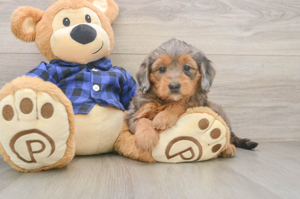 6 week old Mini Goldendoodle Puppy For Sale - Premier Pups