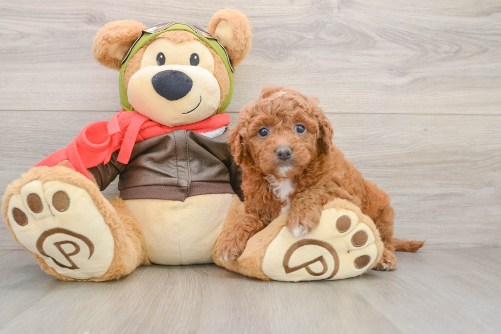 Mini Goldendoodle Pup Being Cute
