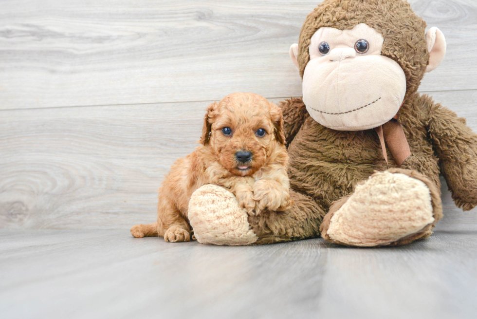 Mini Goldendoodle Pup Being Cute