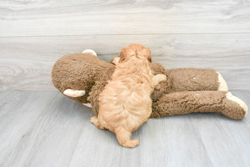 Mini Goldendoodle Pup Being Cute