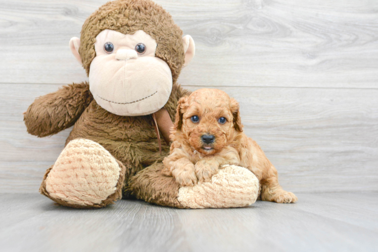 Best Mini Goldendoodle Baby