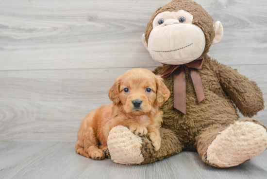 Best Mini Goldendoodle Baby