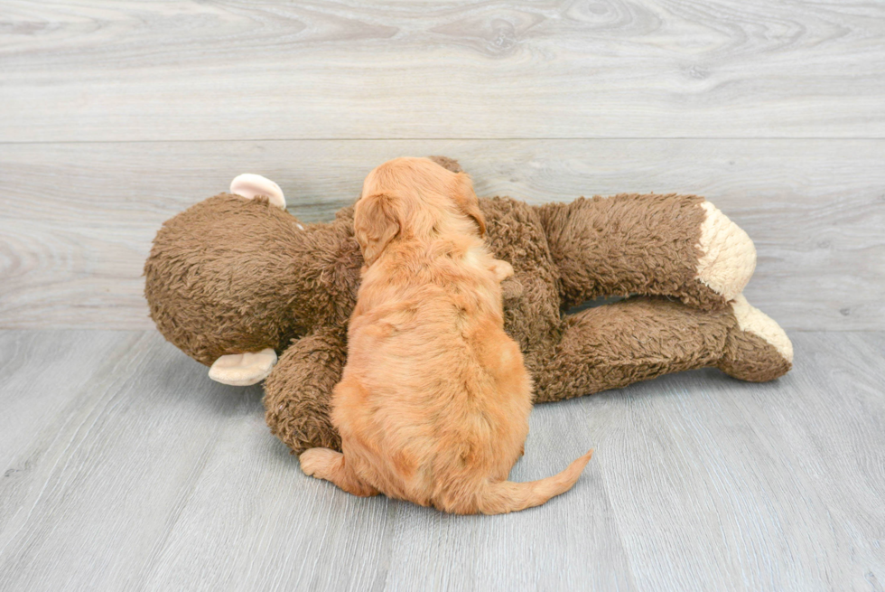 Energetic Golden Retriever Poodle Mix Puppy