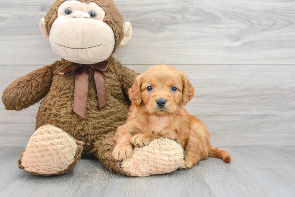 Smart Mini Goldendoodle Poodle Mix Pup