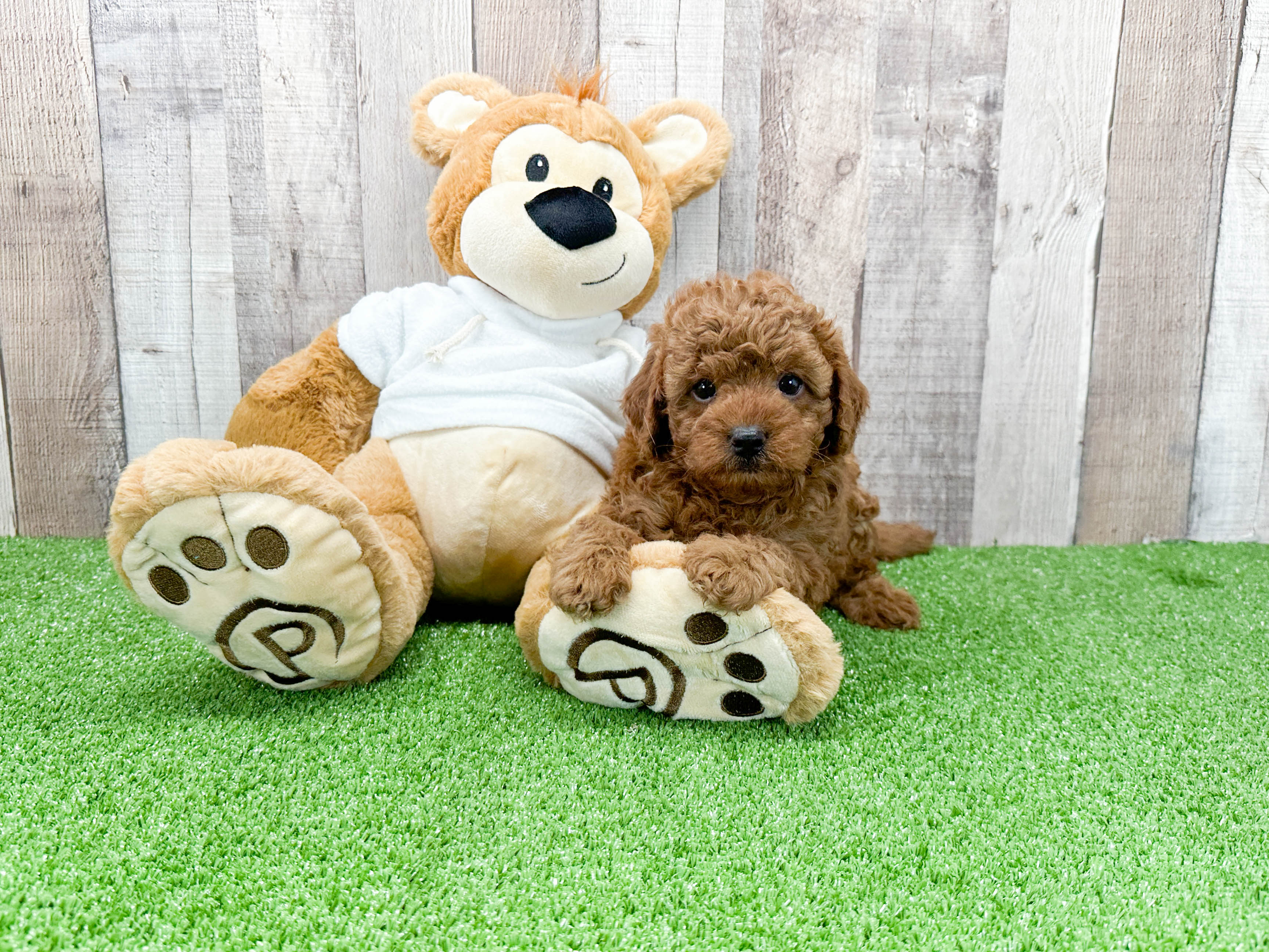 Popular Mini Goldendoodle Poodle Mix Pup